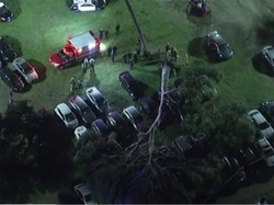 Pohon Raksasa di Los Angeles Tumbang, 30 Mobil Rusak!