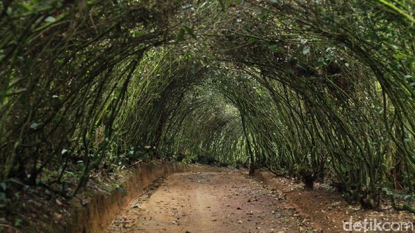 Potret Wisata Bakukung Bogor, Banyak Spot Instagramable ya!