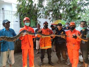 Piton 4 Meter dan 33 Anaknya Ditangkap dari Belakang Kampus UNISKA Kediri