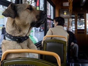 Anjing Boji Hobi Naik Angkutan Umum, Jadi Idola Masyarakat Turki Anjing Boji Hobi Naik Angkutan Umum, Jadi Idola Masyarakat Turki