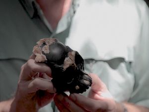 Fosil Anak Hominid Berumur 250.000 Tahun Ditemukan di Gua Afsel