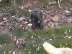 Ditunggu Tindakan Pemda Tangani Kera Endemik Maros Keliaran Cari Makan