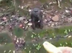 Pemkab Maros Diminta Perhatikan Kera Endemik Berkeliaran di Jalan Cari Makan