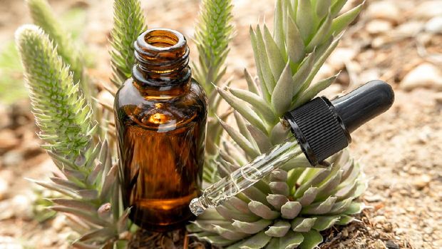 One brown glass dropper bottle with serum, essential oil or other cosmetic product and succulent flowers outdoors. Natural Organic Spa Cosmetic Beauty concept.