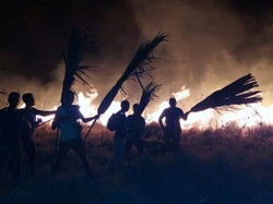 Masih Diusut, Ini Dugaan Awal Sebab Kebakaran Pulau Rinca Habitat Komodo