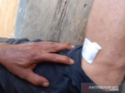 Begini Detik-detik Ketua DPRD Bangka Digigit Buaya 2 Meter di Selokan