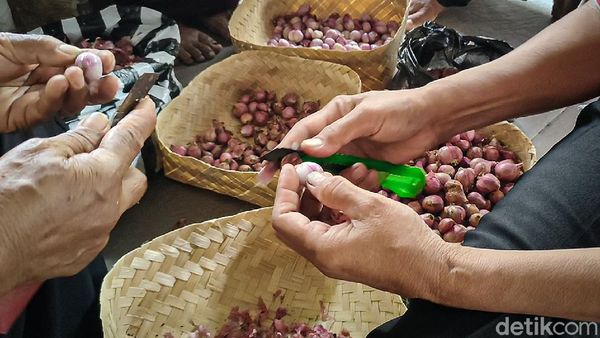 Siasat Petani Bawang Merah Saat Harga Naik Turun