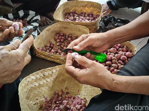 Siasat Petani Bawang Merah Saat Harga Naik Turun