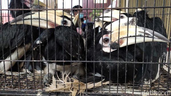 Burung-burung Endemik yang Lucu Ini Diamankan dari Pedagang Gelap