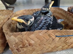 Ini Motif Pria Pandeglang Jual Burung Endemik Via Medsos
