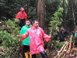 Polisi Temukan Ladang Ganja di Hutan Adat Kerinci Jambi, Pemilik Diburu