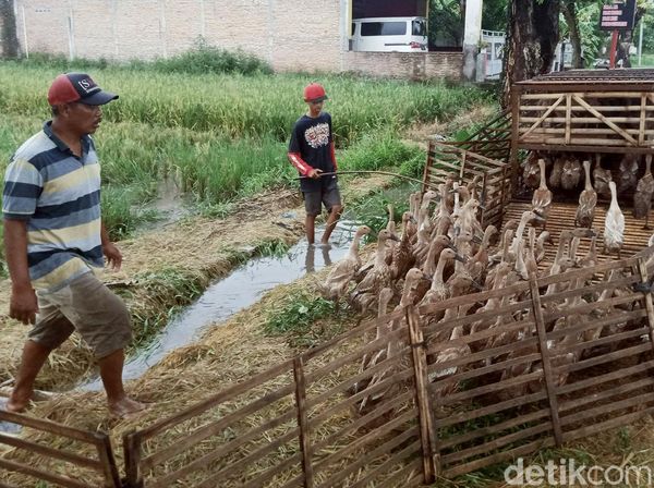 Saat Peternak di Klaten Gembalakan Itik Pakai Gerobak Motor