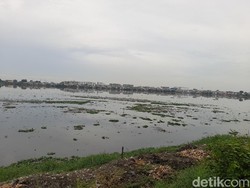 detikcom Do Your Magic: Sampah-eceng Gondok Masih Penuhi Waduk Pluit Selatan