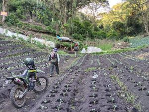Hutan Jadi Lahan Sayur Diduga Jadi Penyebab Utama Banjir Bandang di Kota Batu Hutan Jadi Lahan Sayur Diduga Jadi Penyebab Utama Banjir Bandang di Kota Batu