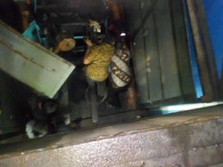 Lift Jatuh di Pelelangan Ikan Muara Angke, Operator Forklift Terjepit