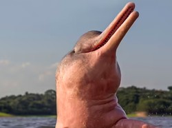 5 Fakta Boto, Lumba-lumba Pink yang Sering Dianggap Mitos