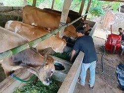 Pemuda 20 Tahun Ini Buktikan Bisa Sukses Beternak Sapi