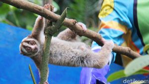 Momen 10 Kukang Jawa Dilepasliarkan ke Habitat