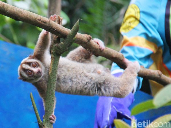 Momen 10 Kukang Jawa Dilepasliarkan ke Habitat