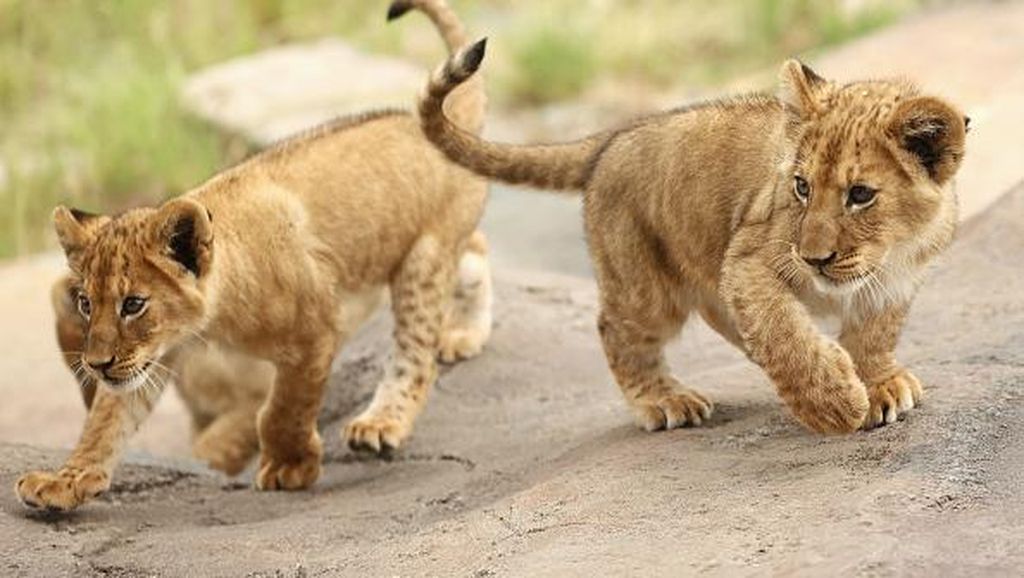 Aksi Menggemaskan Lima Anak Singa Penghuni Kebun Binatang Australia
