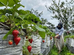Asyik! Berwisata di Sini Bisa Sambil Petik Buah Stroberi Asyik! Berwisata di Sini Bisa Sambil Petik Buah Stroberi