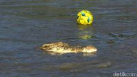 Ngeri! Anak-anak Palu Main Bola di Habitat Buaya