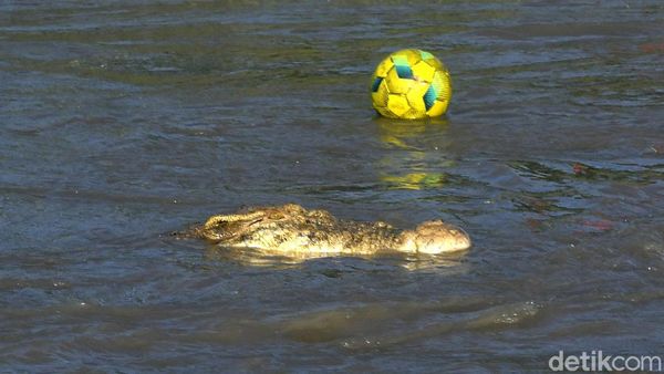 Ngeri! Anak-anak Palu Main Bola di Habitat Buaya