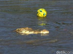 Ngeri! Anak-anak Palu Main Bola di Habitat Buaya