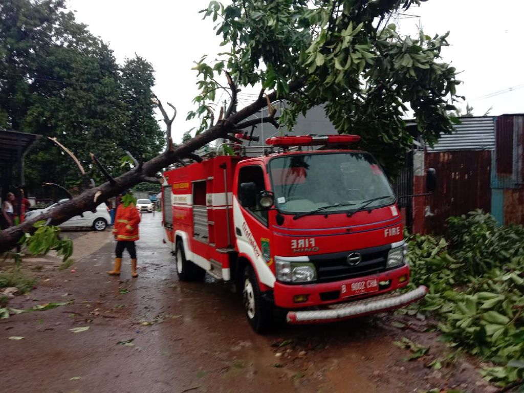 Hujan Disertai Angin Kencang, Pohon Tumbang Sempat Tutup Jalan Parung Jaya