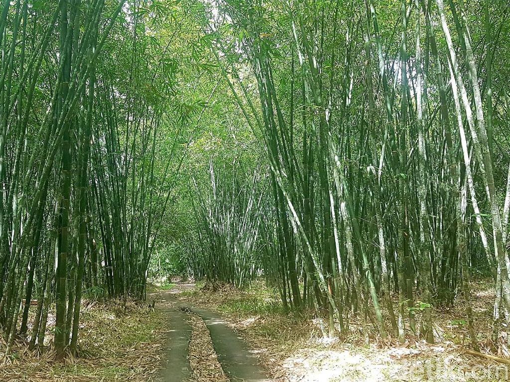 Sejuta Manfaat, Ayo Lestarikan Bambu! Sejuta Manfaat, Ayo Lestarikan Bambu!