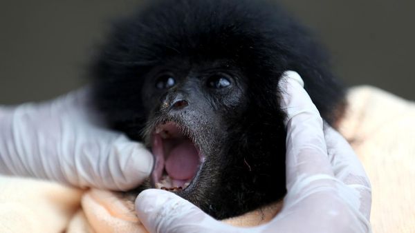 Potret Bayi Siamang yang Diserahkan Warga ke BKSDA Aceh