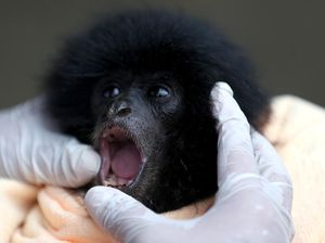 Potret Bayi Siamang yang Diserahkan Warga ke BKSDA Aceh