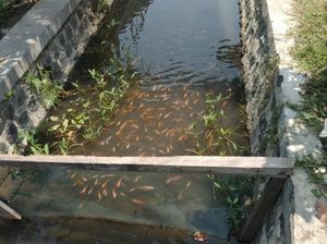 Sulap Sungai Kotor Jadi Tempat Budidaya Ikan, Satpam Pasuruan Ini Raup Cuan Sulap Sungai Kotor Jadi Tempat Budidaya Ikan, Satpam Pasuruan Ini Raup Cuan