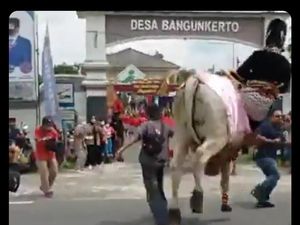 Sapi Ngamuk Saat Gelar Budaya, Anak Bupati Sleman Jadi Korban Sapi Ngamuk Saat Gelar Budaya, Anak Bupati Sleman Jadi Korban