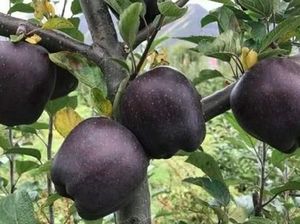 Fakta Apel Hitam, Buah Langka Harganya Mahal Fakta Apel Hitam, Buah Langka Harganya Mahal
