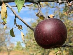 5 Hal Tentang Apel Hitam, Makanan Langka dan Mewah