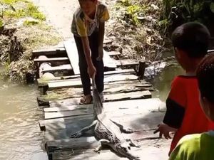 Gak Ada Takutnya! Bocah di Labura Seret-Lempar Buaya Langka ke Sungai