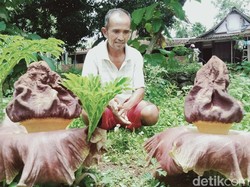 Dikira Telur Busuk, Ternyata Bunga Bangkai Suweg Mekar Bareng di Klaten