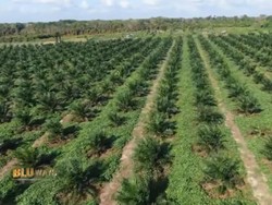 Jurus Holding Perkebunan Jaga Ekonomi Masyarakat Jelang Lebaran