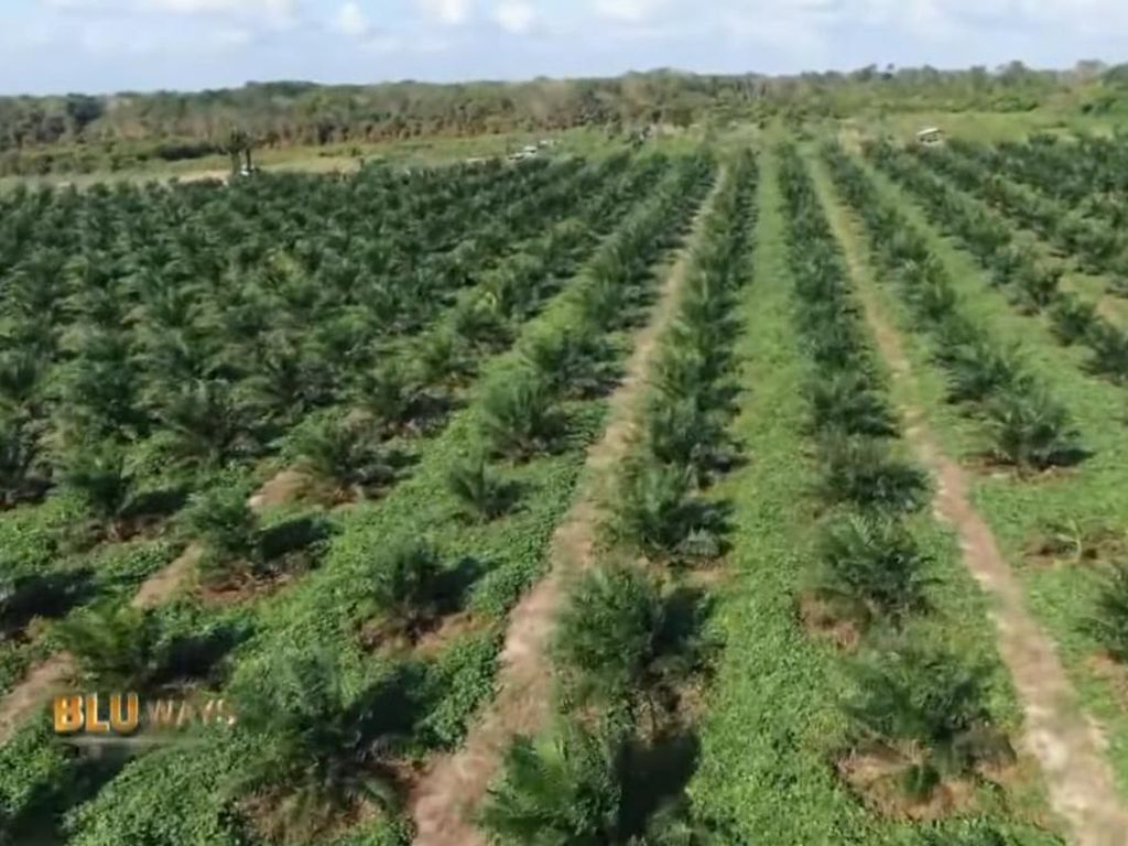 BPDPKS Beberkan Manfaat Ekonomi Replanting Sawit bagi Petani di Babel BPDPKS Beberkan Manfaat Ekonomi Replanting Sawit bagi Petani di Babel