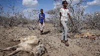 Kekeringan di Kenya Lebih Ngeri dari Pandemi COVID-19