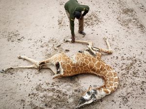 Seram, Bumi di Ambang Kepunahan Massal