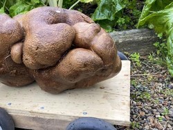 Siap Masuk Rekor Dunia, Kentang Raksasa Ini Beratnya Hampir 8 Kilogram