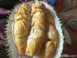 4 Jenis Durian Gunung Semeru yang Terkenal Legit Creamy