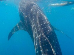 10 Ikan Terbesar di Dunia Beserta Berat dan Panjangnya