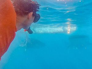 Hiu Paus Ini Namanya Sandiaga Salahuddin Uno, Lebih Besar dari Susi Pudjiastuti Hiu Paus Ini Namanya Sandiaga Salahuddin Uno, Lebih Besar dari Susi Pudjiastuti