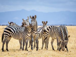 5 Fakta Unik Zebra, Tidak Bisa Tidur Sendiri hingga Sulit Ditunggangi 5 Fakta Unik Zebra, Tidak Bisa Tidur Sendiri hingga Sulit Ditunggangi