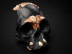 Penemuan Tengkorak Bocah Manusia Purba yang Penuh Misteri