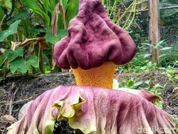 Bunga Bangkai Muncul dalam Perumahan di Sidoarjo