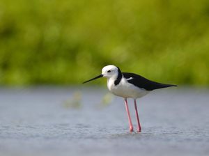 Kenapa Lapangan Stadion JIS Dirawat Burung Kaki Bayam? Ini Alasannya Kenapa Lapangan Stadion JIS Dirawat Burung Kaki Bayam? Ini Alasannya